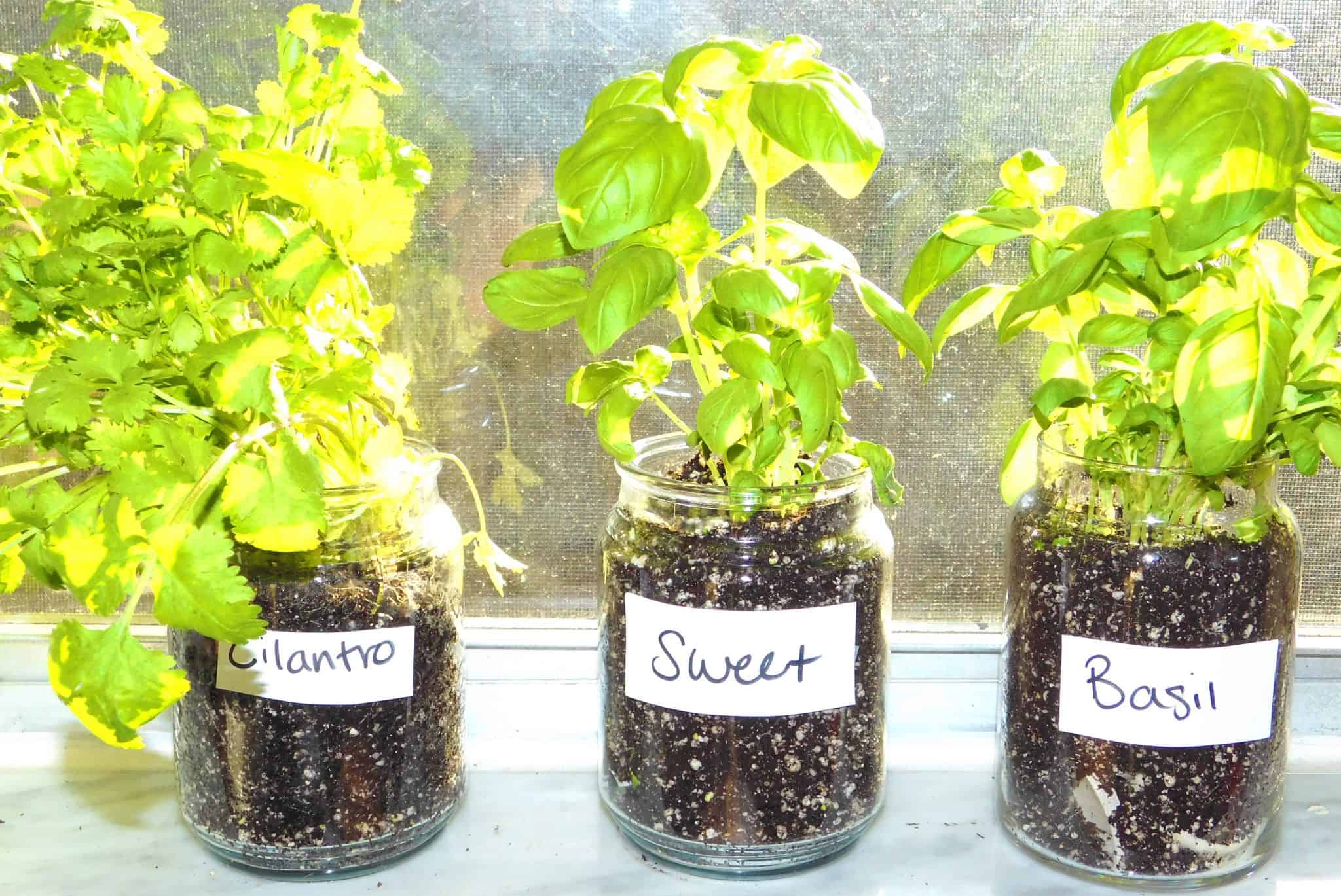 Kitchen Herb Garden