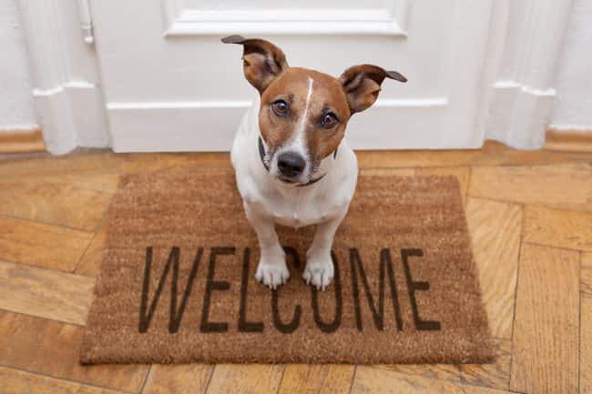 Dog friendly House the 7 Signs