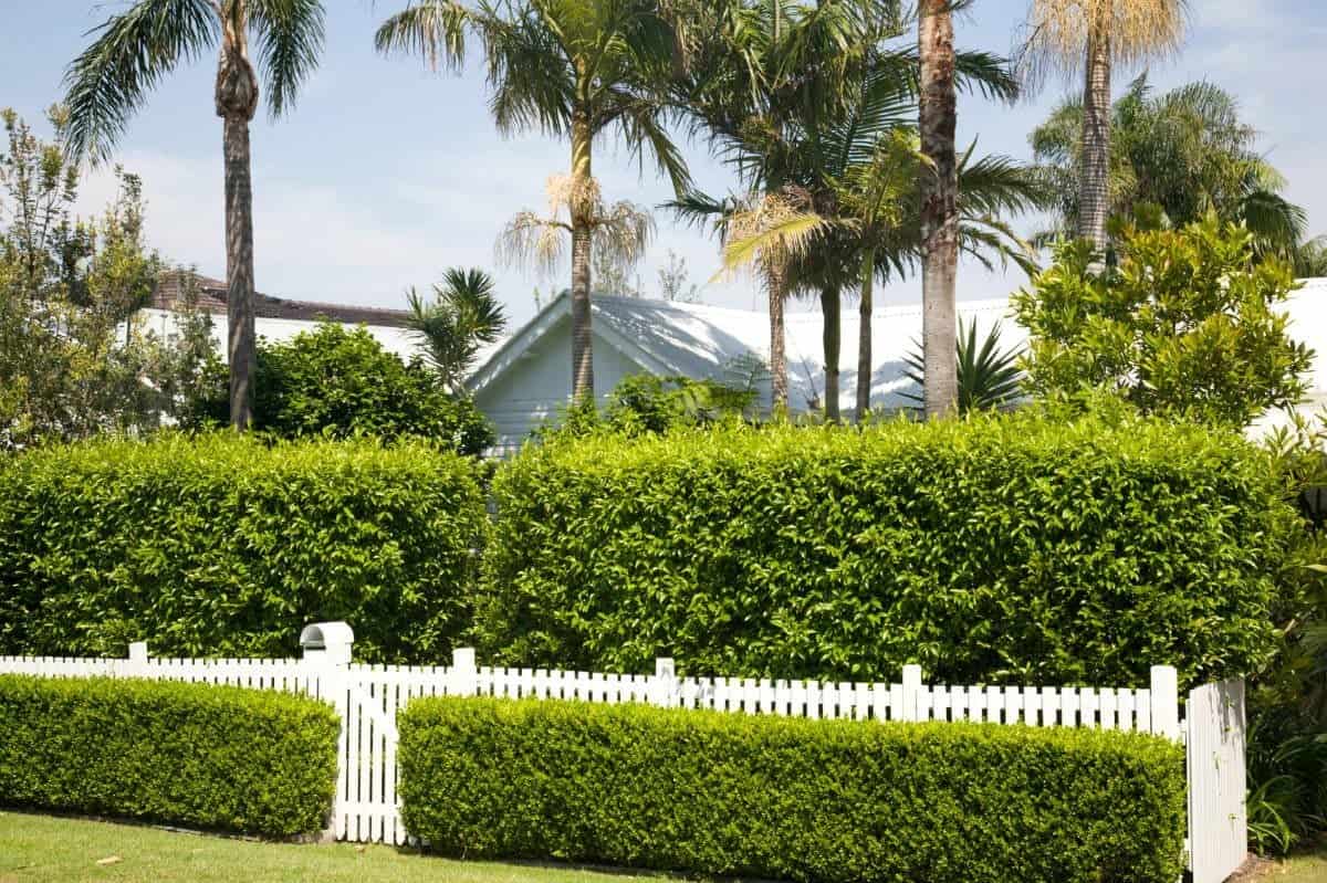 5 Clever (and inexpensive) Tips on how to Boost Yard Privacy