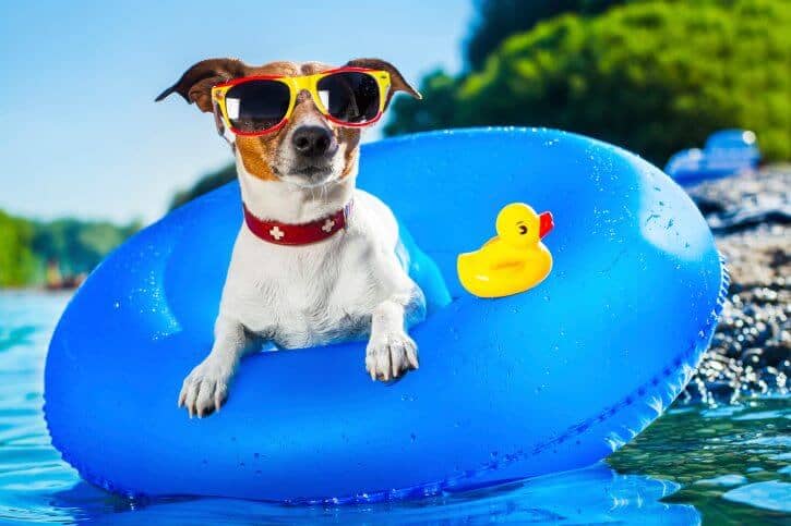 Water Safety Tips for Your Dog